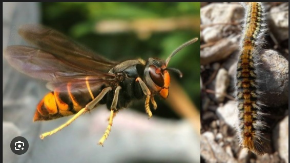 chenille/frelon